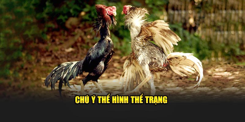 Chú ý thể hình thể trạng