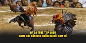 Đá Gà Trực Tiếp U888 - Game Hấp Dẫn Cho Những Người Đam Mê