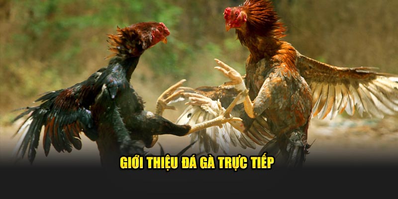 Giới thiệu đá gà trực tiếp