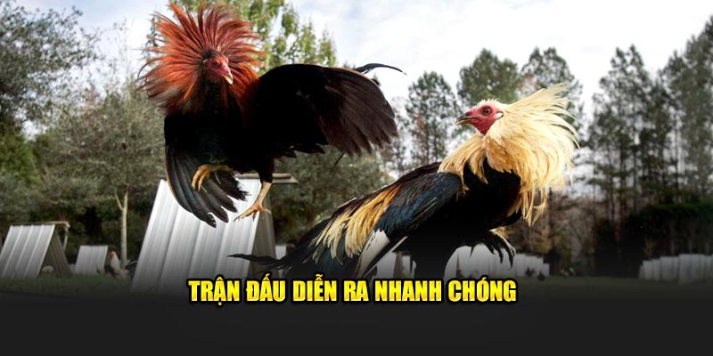 Trận đấu diễn ra nhanh chóng